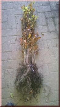 Baumschule & Pflanzenhandel Maraun - 2