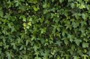 Baumschule & Pflanzenhandel Maraun - Bodendecker Efeu 20-30 cm mehrtriebig