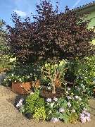 Baumschule Popp - GALLERY