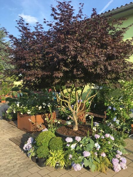 Baumschule Popp - GALLERY