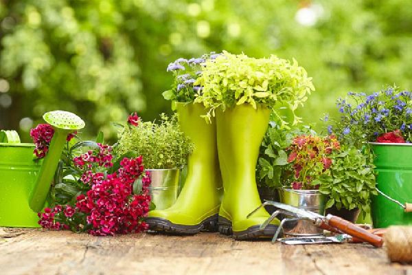 Baumschule Rosa Noichl Inh. Willi Sedlmayer - GALL …