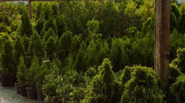 Baumschule Rosa Noichl Inh. Willi Sedlmayer - GALL …