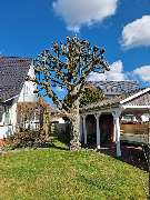 Baumservice SH - Baumpflege - Rückschnitt nachher