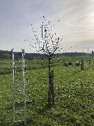 BAUMWART KRAMER - GALLERY