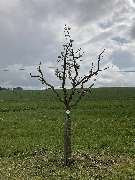 BAUMWART KRAMER - GALLERY