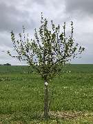 BAUMWART KRAMER - GALLERY