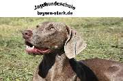 Logo - Bayernstark UG