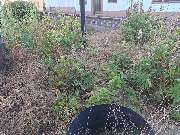 BDD-Grett - 72461.jpg