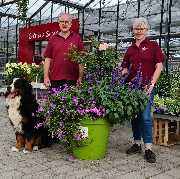 Bee wie Blumen - GALLERY