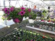 Bee wie Blumen - GALLERY