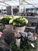 Bee wie Blumen - GALLERY