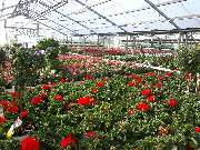 Bee wie Blumen - GALLERY