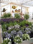 Bee wie Blumen - GALLERY