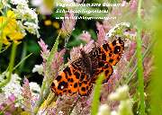 Begrünungstechnik Courtial - 4