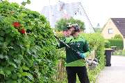 BeJo Grün GmbH - Hecke Pflegeschnitt.JPG