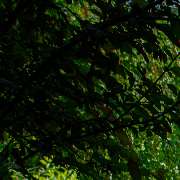 BELLA FLORA GmbH - GALLERY