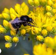 BELLA FLORA GmbH - GALLERY