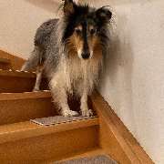 bellosteps Tesche Kettelbetrieb - GALLERY