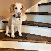 bellosteps Tesche Kettelbetrieb - GALLERY