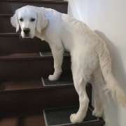 bellosteps Tesche Kettelbetrieb - GALLERY