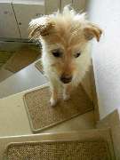 bellosteps Tesche Kettelbetrieb - GALLERY