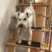 bellosteps Tesche Kettelbetrieb - GALLERY