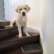 bellosteps Tesche Kettelbetrieb - GALLERY