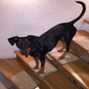 bellosteps Tesche Kettelbetrieb - GALLERY