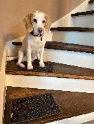 bellosteps Tesche Kettelbetrieb - GALLERY