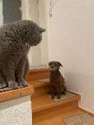 bellosteps Tesche Kettelbetrieb - GALLERY