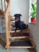 bellosteps Tesche Kettelbetrieb - GALLERY