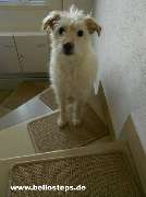 bellosteps Tesche Kettelbetrieb - GALLERY