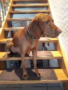 bellosteps Tesche Kettelbetrieb - GALLERY