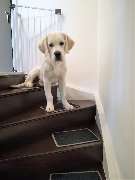 bellosteps Tesche Kettelbetrieb - GALLERY