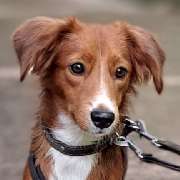 bellosteps Tesche Kettelbetrieb - LOGO