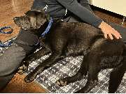 bellwegbar-Praxis für Hundephysiotherapie - GALLERY
