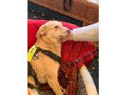 bellwegbar-Praxis für Hundephysiotherapie - GALLERY