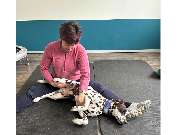 bellwegbar-Praxis für Hundephysiotherapie - GALLERY