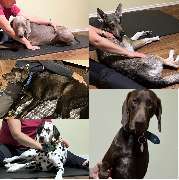 bellwegbar-Praxis für Hundephysiotherapie - GALLERY