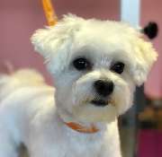 Benny's Doggy Depot Florian Jäger Hundesalon und Groomer Schule - 3