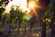 Best Western Hotel Lamm - wine