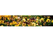 Bestattungen Friede - GALLERY