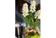 Bestattungen Maes - GALLERY