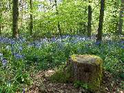 Bestattungen Neppl - GALLERY