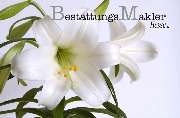 Logo - Bestattungs Makler Hesse UG