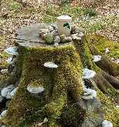 Bestattungshaus Malchow Uwe Schwarz - 6