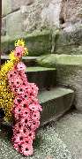 Bev Blooms - GALLERY
