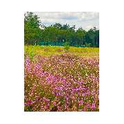 Bienen-Schloss-Manufaktur GbR - GALLERY