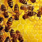 Bienen-Schloss-Manufaktur GbR - LOGO