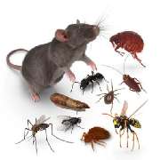 Biersack GmbH Schädlingsbekämpfung - GALLERY